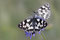 2008-07-13 Schachbrettfalter Pärchen