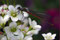 2006-05-04 Frühe Adonislibelle