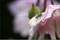 2008-05-19 Larve der punktierten Zartschrecke