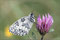 2008-07-13 Schachbrettfalter
