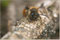 2006-04-22 Sandbiene