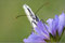 2008-07-13 Schachbrettfalter