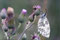 2007-07-22 Schachbrettfalter