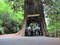 Redwood Nationalpark