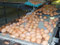 production industriel d'oeufs.