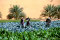 production légumière dans une oasis.