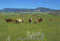 ranching