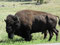 Stattlich - Chefbulle der Büffelherde im Custer State Prk