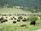 Freier Auslauf - Grasende Bisons im Custer State Park