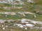 Wildlifeviewing - Bighorncheeps (Mufflons) unweit des Wilcoxpasses