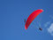 ...zahmer Adler fliegt mit