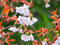 ♔ 山桜