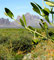 ♔ JOJOBA ORIGINAL SPECIES with Orange Desert Globemallow, Desert Marigold Native Wildflower and Brittlebush
