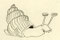 28.05.2008  *Evolutionsserie: Schnecke*