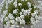 Edelweiss
