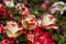 Die Cherry Parfait Rose.