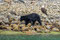 Schwarzbär begleitet von einem Weisskopfseeadler.
