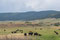 In Montana wird Viehzucht (Fleisch) betrieben. Hier haben die Tiere Auslauf ohne Ende