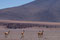Atacama - in dieser Landschaft finden die Vicunias (neben den Guanako und den Lamas die dritte Art dieser Rasse) sogar noch einen Lebensraum. Vicunias liefern die feinste Wolle (und auch die teuerste!)
