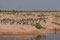 Karniche aus Australien überwintern in Rajasthan