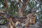 Eukalyptus ... es gibt um die 600 verschiedene Arten alleine in Australien ...
