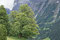 Bergahorn; Grindelwald
