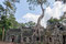 Als nächstes besuchen wir den Prasat Ta Phrom. Über Jahrzehnte war er "verschwunden". Der Dschungel hat ihn verschluckt. Nun ist er wieder zugänglich und fasziniert mit den riesigen Wurzel/Stein-Symbiose.