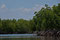 Mangroven auf Key Biscayne