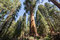 Besonders der General Scherman Tree - der Baum mit der meisten Masse im Stamm auf der ganzen Erde.