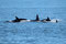 Wir besuchen an zwei Orten Orca-Familien.