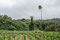 Etwas Landwirtschaft.