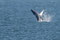 Humpback-Wal 