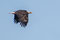 Weisskopfseeadler.