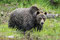 Empfangen werden wir von Grizzly-Bären. Es hat einen Zaune um ihr riesiges Revier so dass die Besuch sie Ruhe lassen. 