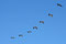 oft gesehen; Pelikan im Formationsflug