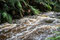 Auf zum nächsten Wasserfall, dem Nelson Falls. Schon auf dem Wanderweg zeigte sich ... das hat's Wasser! Da wird's rauschen. 