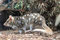 In einer Tierschutzstation leben Quoll ...