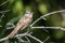 Am Bow-River treffen wir diesen kleinen "Spatz".