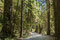 Nach gut 200 km sind wir in Kalifornien zurück am Pacific und besuchen die Redwoods mit den gigantisch über 100 Meter hohen Mammutbäumen. Diese Wälder zeihen sich über etwa 300 km von der Grenze Kalifoniens nach Süden