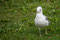 Seagull ... überall und schön laut.