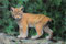Inv 3655. Jeune lynx boréal, septembre 2012. Acrilique sur toile, 46x31cm