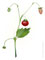 Inv 3502. Fraises des bois, août 2011. Acrilique sur carton, 18x18cm