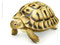 Inv 3498. Tortue d'Hermann, août 2011. Acrilique sur carton, 18x18cm