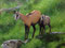 Inv 3663. Jeune chamois & sa maman, octobre 2012. Acrilique sur toile, 100x81cm