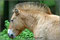 Tierpark Daun - Przewalskipferd, Equus ferus przewalski