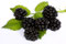 Moras