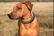 KingLuy Paracord Survival Halsband Dog Collar