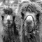 Berkenthin - Kamele an der B208
