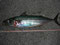 サバ：【場所】垂水漁港【エサ】キビナゴ 【釣行日】2010/8/1　SHIGEさん　太刀魚狙いだったのでワイヤー仕掛けの４号です。物凄いヒキでした。