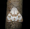 Nyctemera adversata, Arctiidae (Schaller 1788)